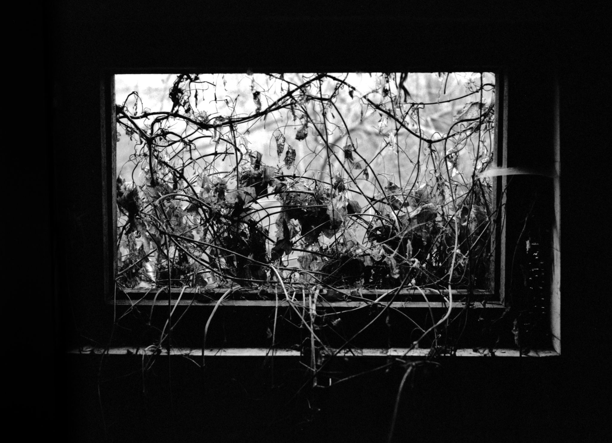 A window in a ruined collective farm with plants grown in